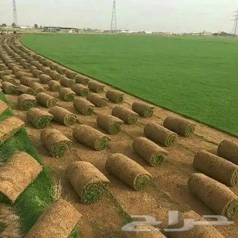 ثيل طبيعي درجه اولى C2000فرنسي 5