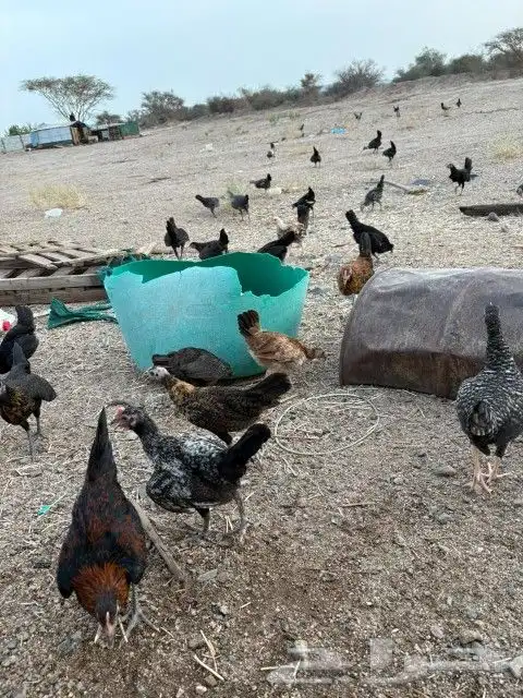 دجاج 2