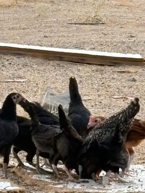 دجاج 0