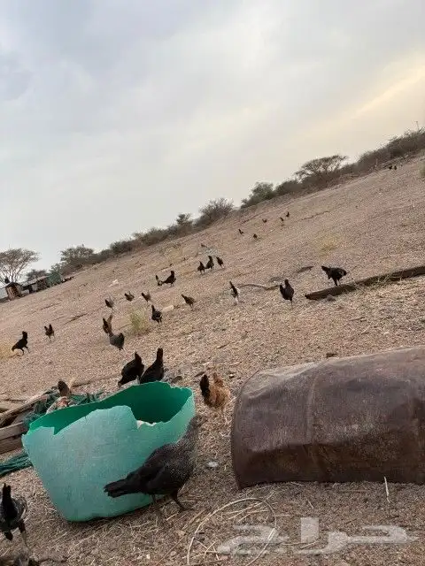 دجاج 1