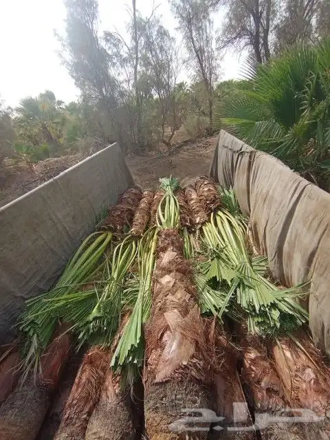 النخل لبيع بجميع انواعه ولمقسات المختلفه دمام الجبيل بقيق 8