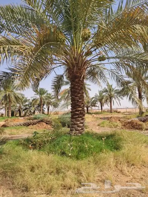 النخل لبيع بجميع انواعه ولمقسات المختلفه دمام الجبيل بقيق 7