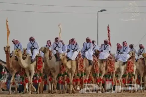 خيل وجمال وصقر ودبابات إيجار 9