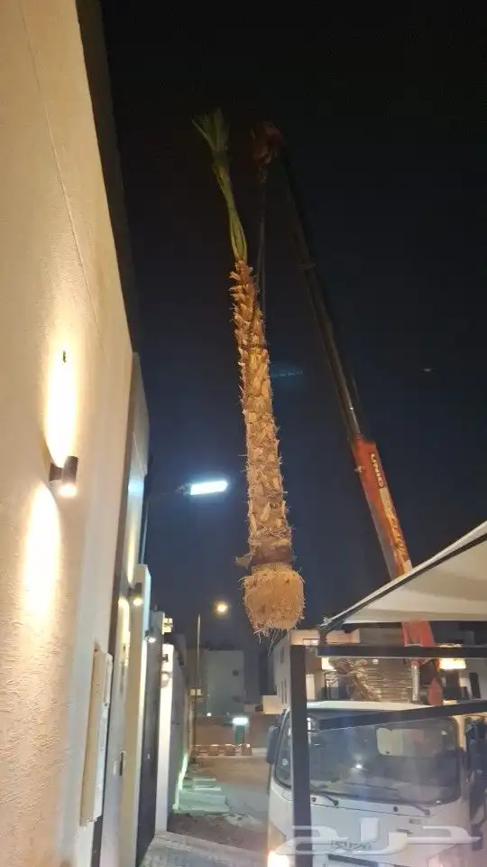 توريد النخيل الوشنطنيأ وتركيب 1