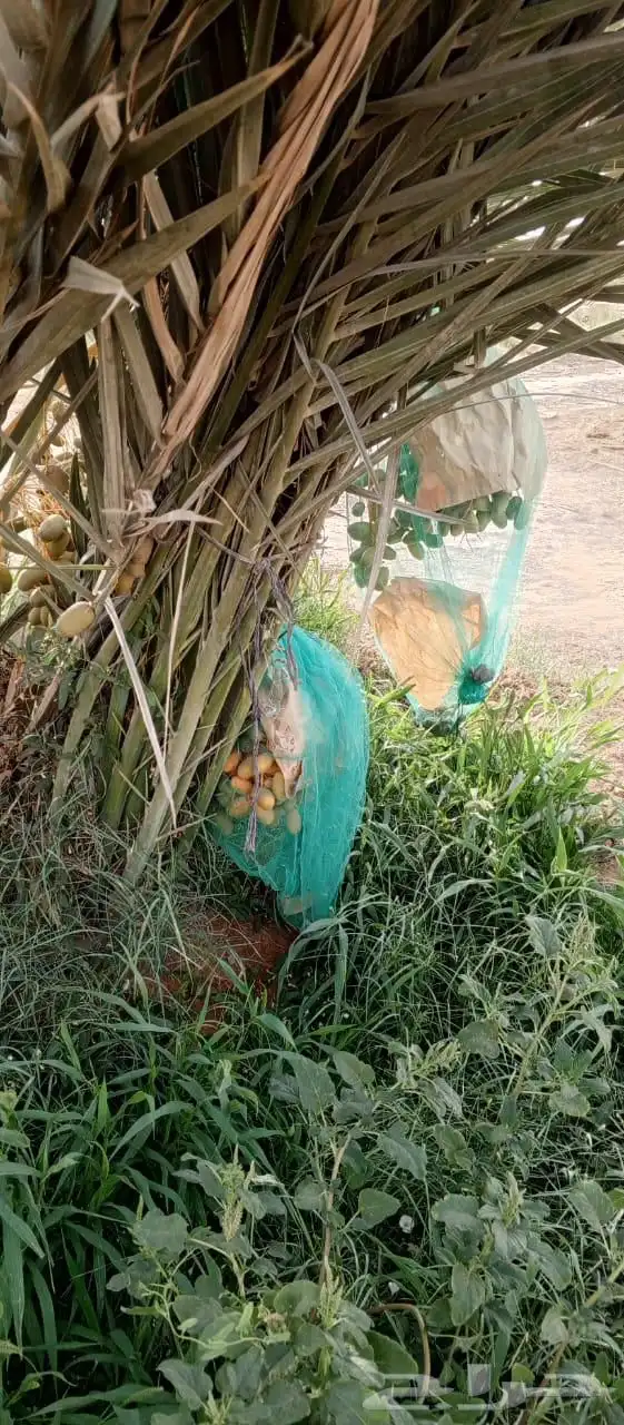 لدينا فسايل نوايع نادره نبتت الحصان شمشوله راما حوشانه ام ال 6