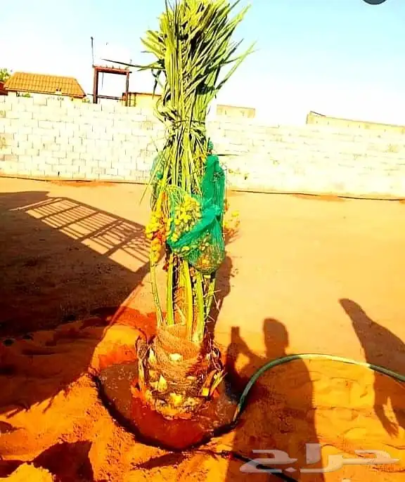 نخل واشنطني واشنطنيا نخيل هلالي دخيني مصيفه حلوه ونانه صقعي 8