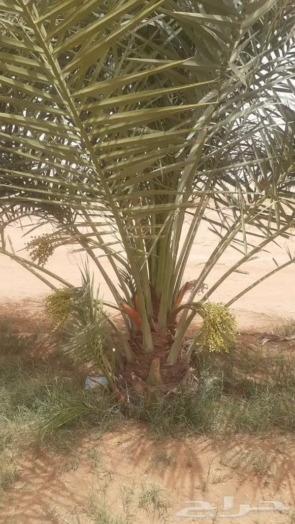 قلع وغرس وتوريد النخيل الى جميع مناطق المملكه وخارج المملكه 7