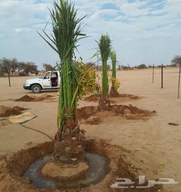 النخل لبيع بجميع انواعه ولمقسات المختلفه دمام الجبيل بقيق 3