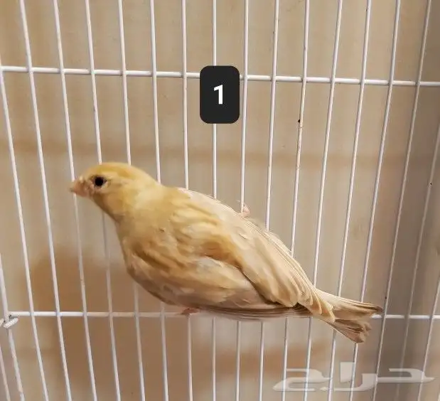 كناري 4 حبات للبيع 1