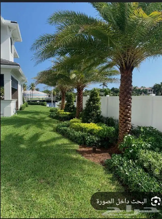 يوجد لدي نخل لاالبيع 2