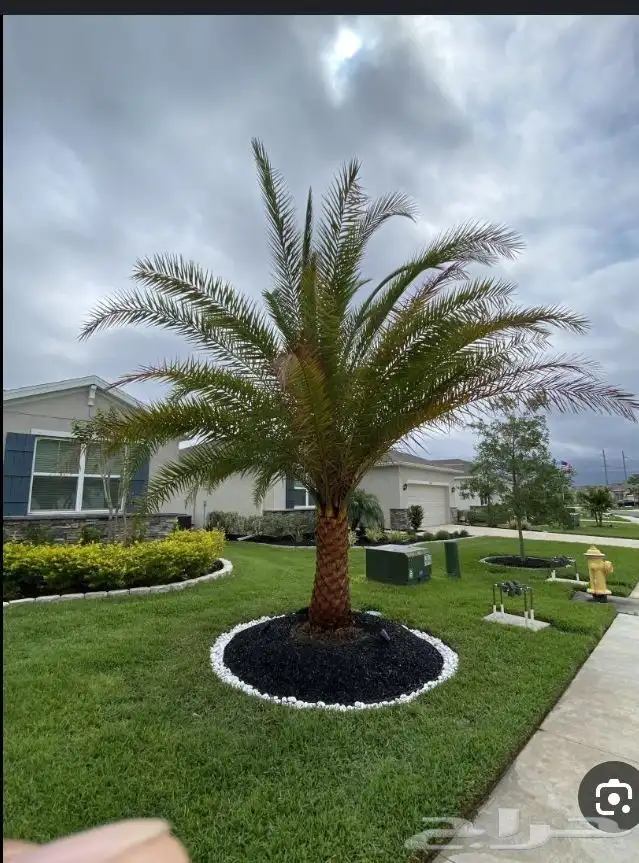 يوجد لدي نخل لاالبيع 1