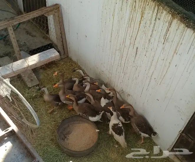 للبيع وز عراقي وبلدي 3
