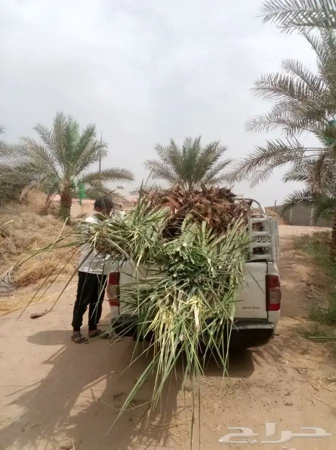 ابوعمارلبيع جميع انوع الفسايل شيشي خلاص برحي مجدول 0