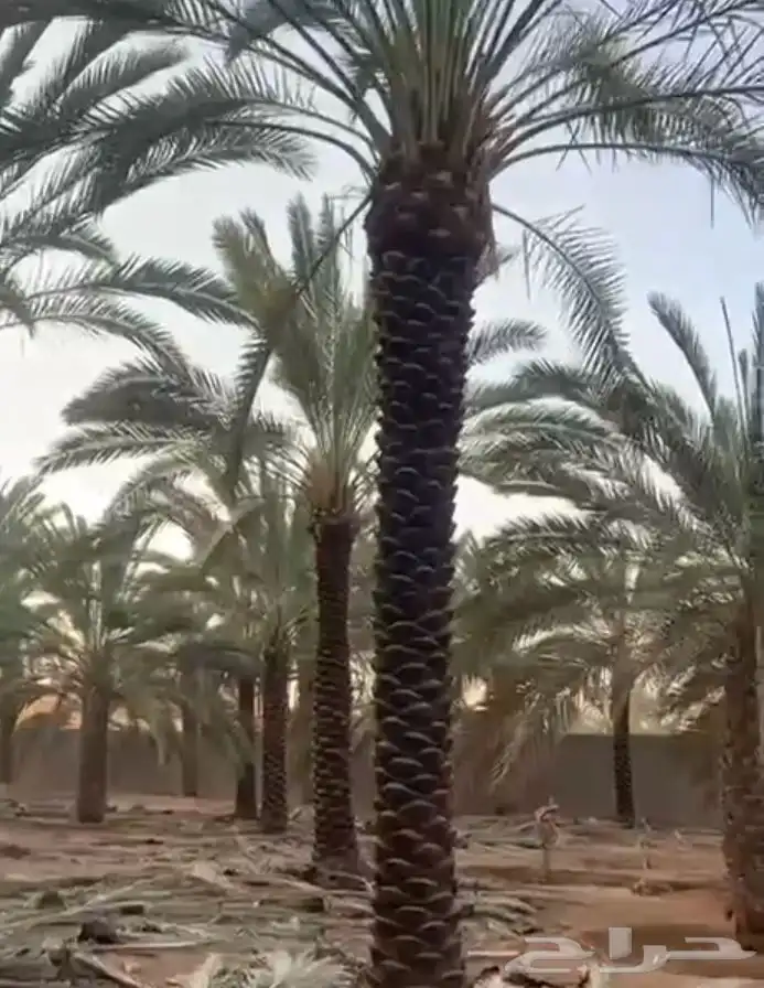 يوجد لدي نخل لاالبيع 8