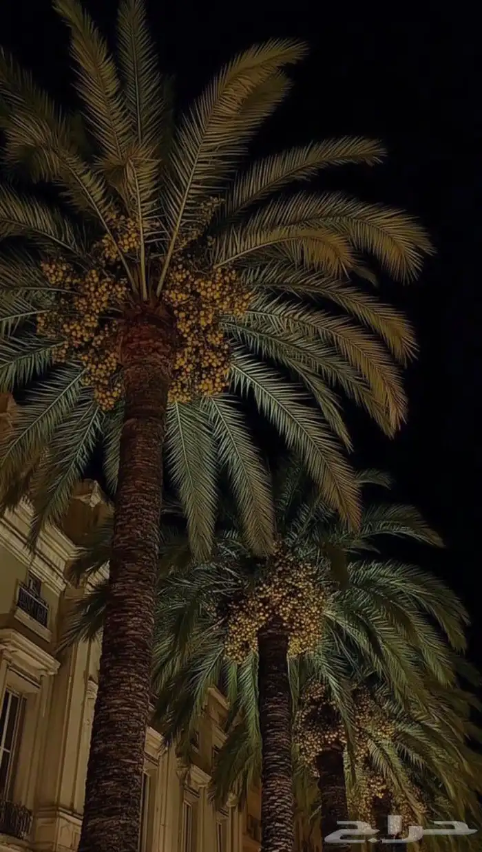 مقاول شبوك ونخيل 5