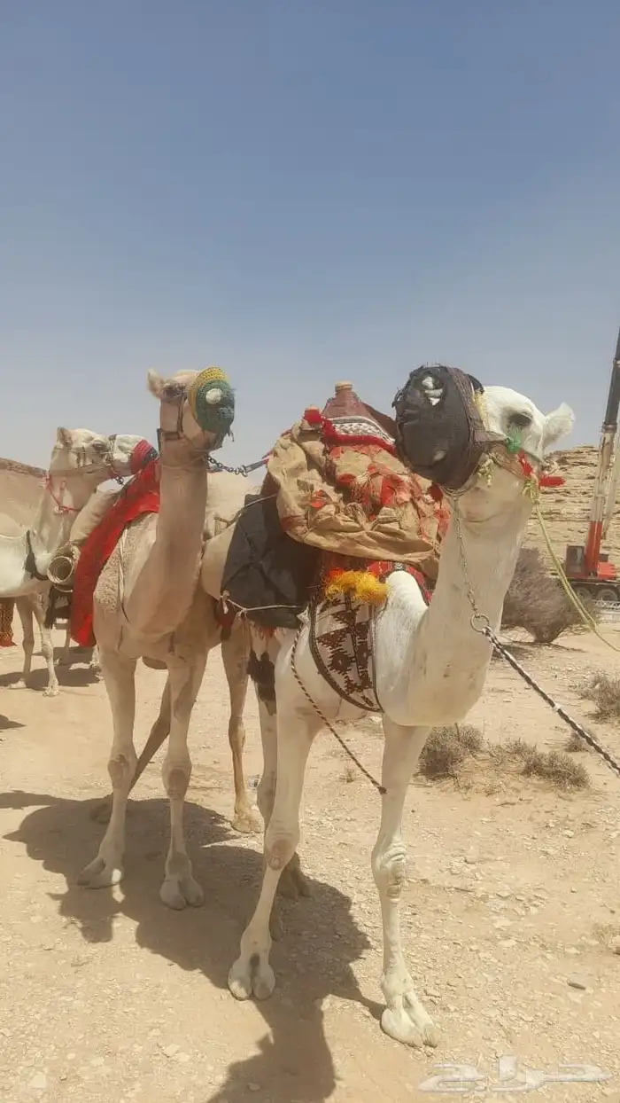 خيل وجمال وصقر ودبابات إيجار 6