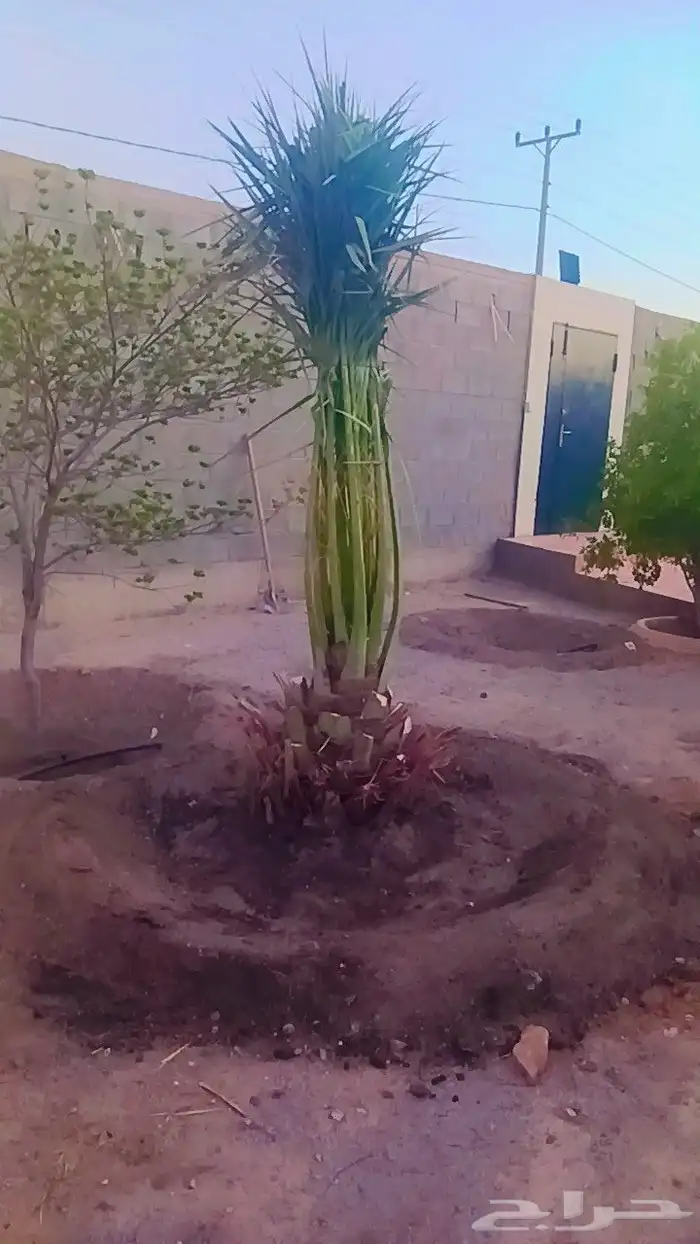 يوجد لدينا جميع انواع النخيل المثمرة وزينه 5