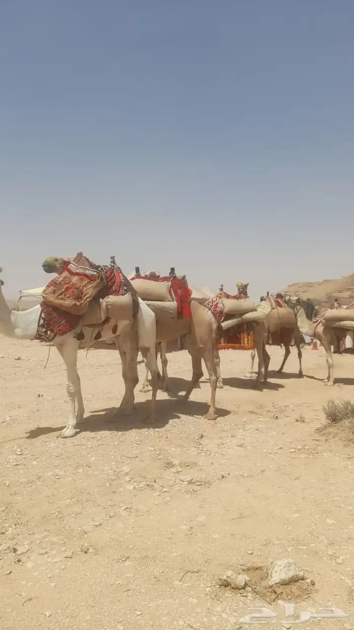 خيل وجمال وصقر ودبابات إيجار 8