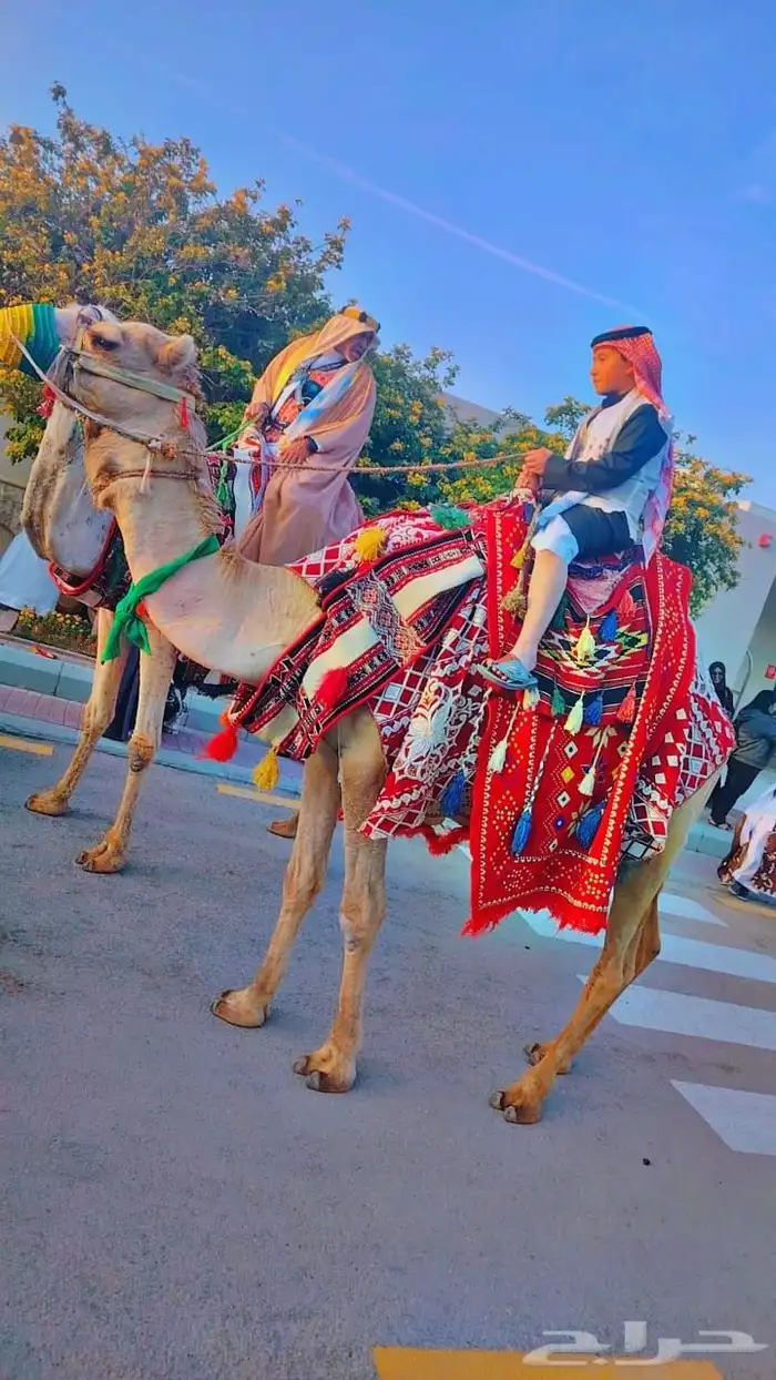 خيل وجمال وصقر ودبابات إيجار 0