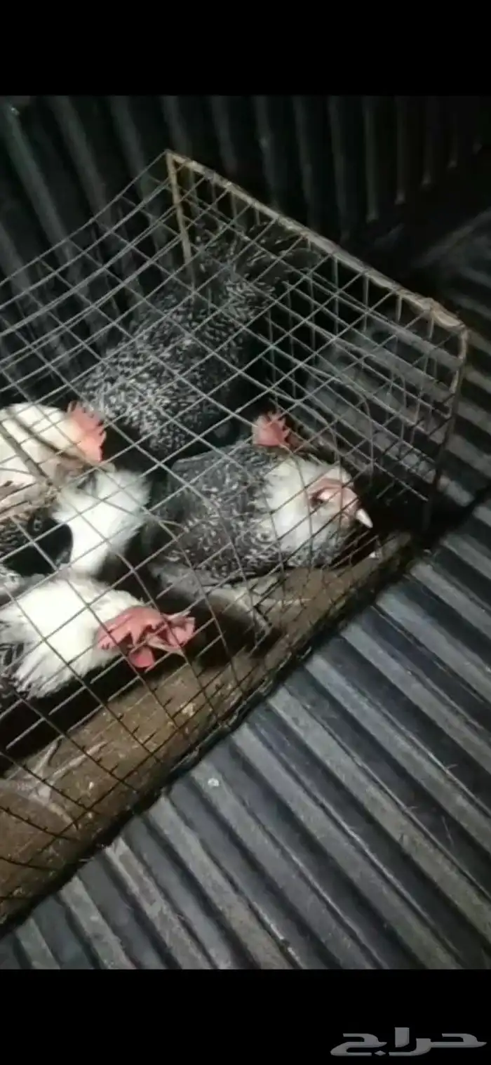 ديكه فيومي 0