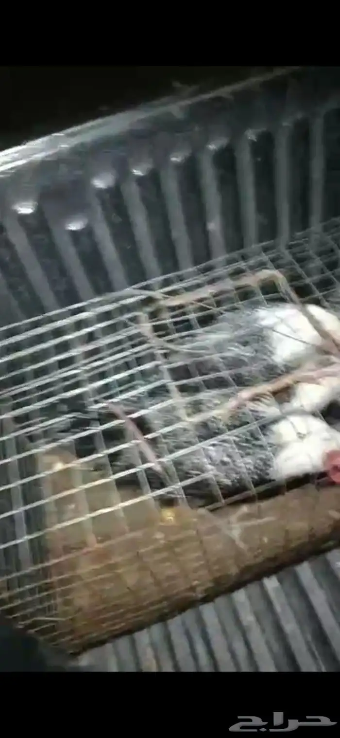 ديكه فيومي 1