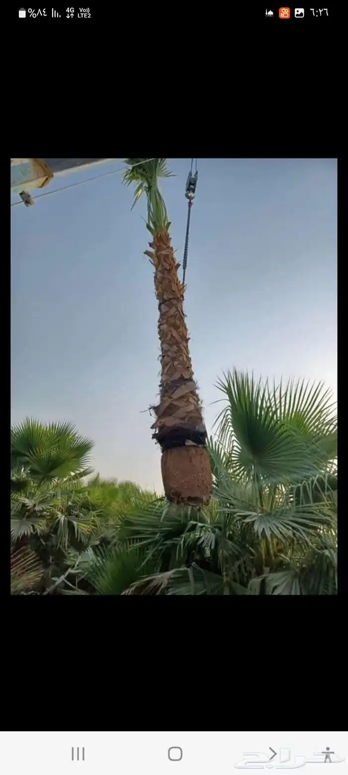 تنسيق الحديق أشجار الزهور الزراعه النخل في الدمام القطيف 9