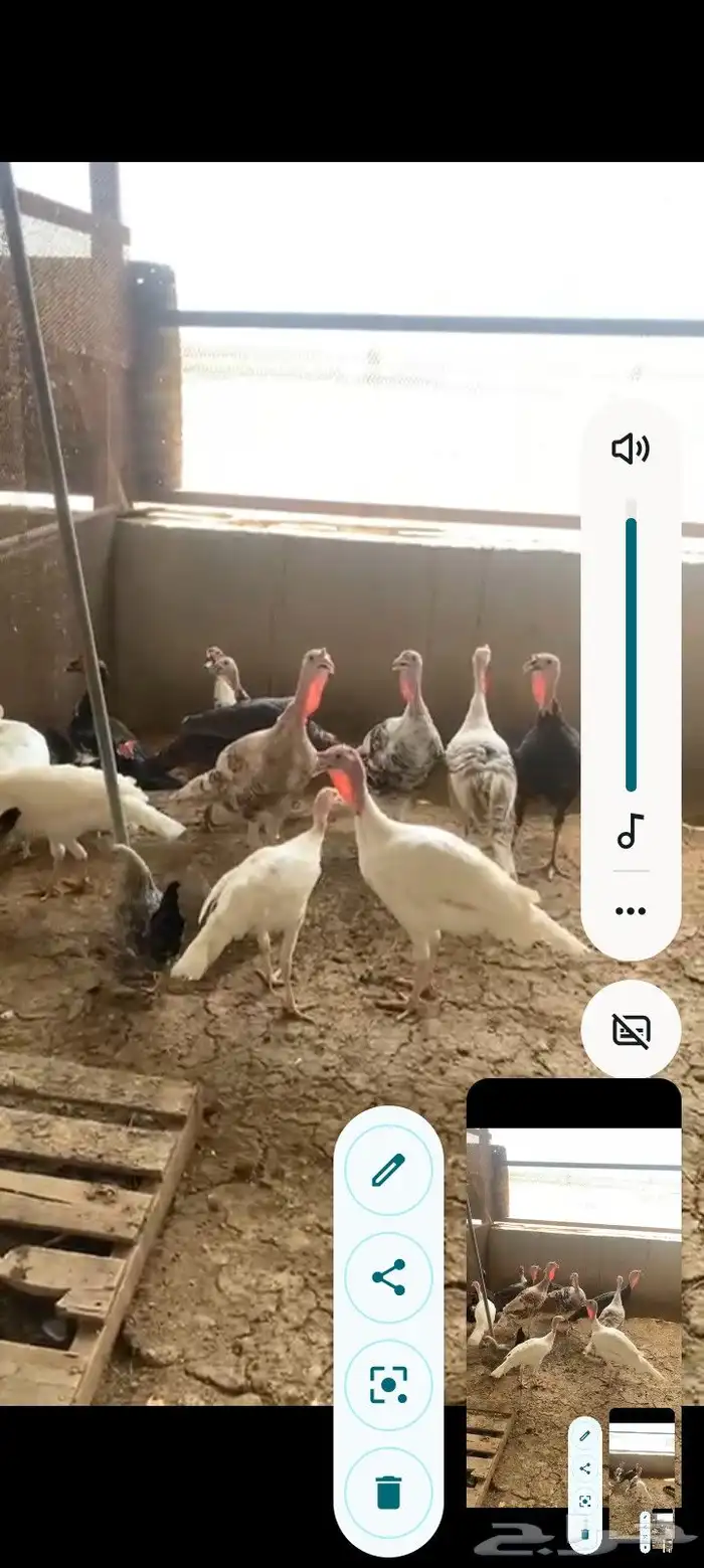 رومي منتج الحبه ب100 ذكور وإناث جمله 7