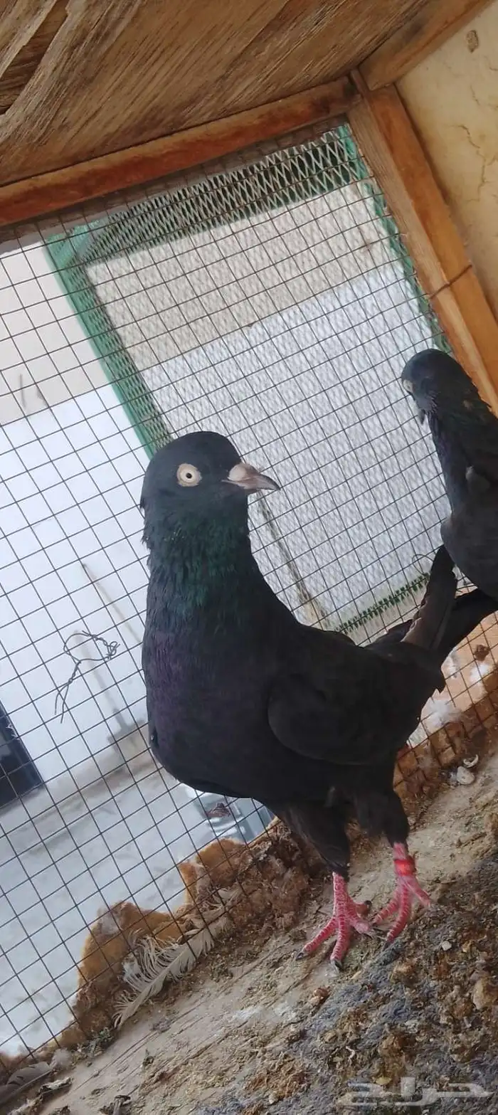 زوج رامبوري أسود صك بيور 3