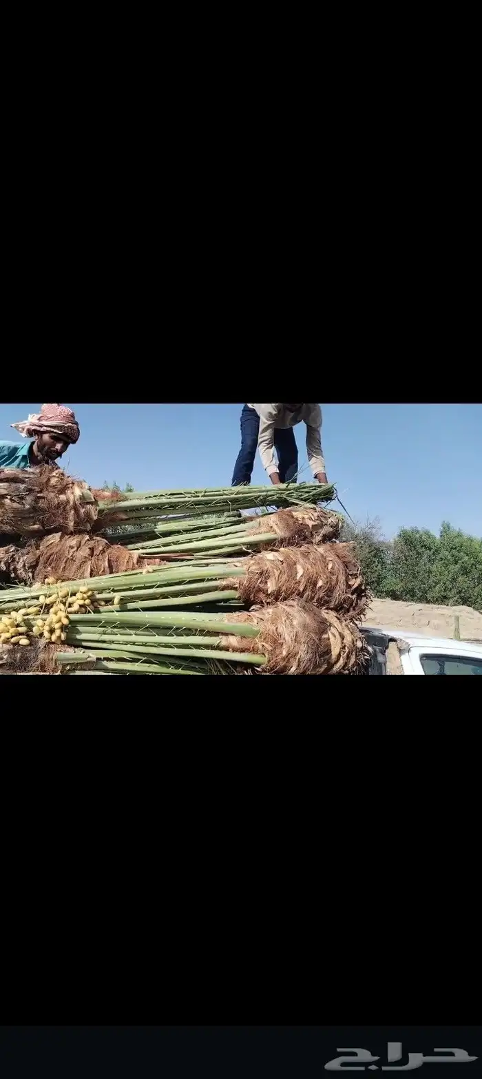 السلام عليكم ورحمه الله وبركاته يوجد لدينا جميع انواع النخيل 1