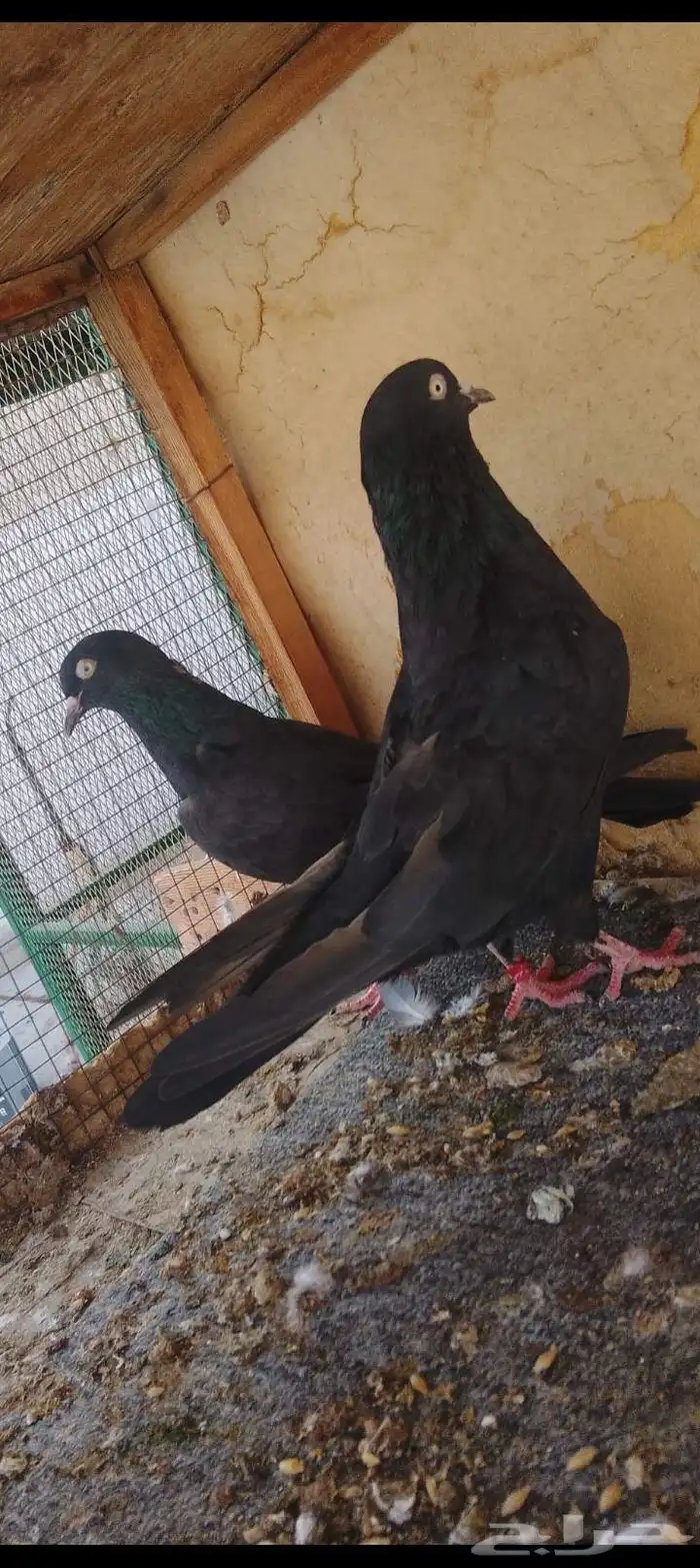 زوج رامبوري أسود صك بيور 1