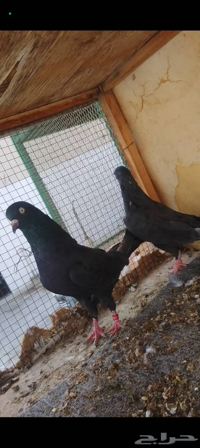 زوج رامبوري أسود صك بيور 2