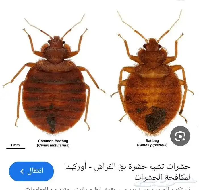 شركة مكافحة حمام وحشرات وتنظيف خزانات وتنظيف كنب 7