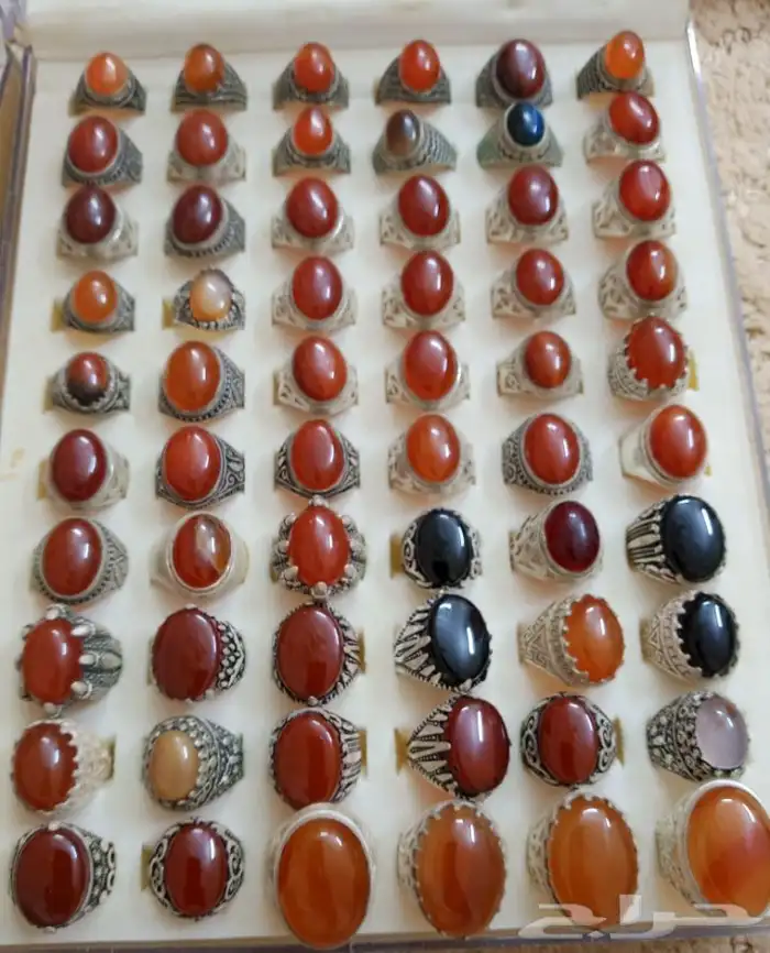 القنفذه 1