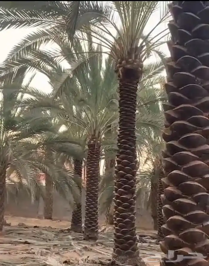 يوجد لدي نخل لاالبيع 5