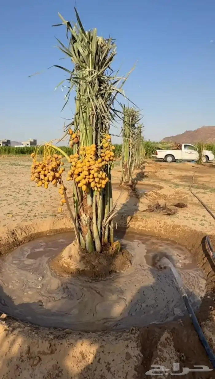 مشاءالله تبارك الله نخل وصل اليوم 2