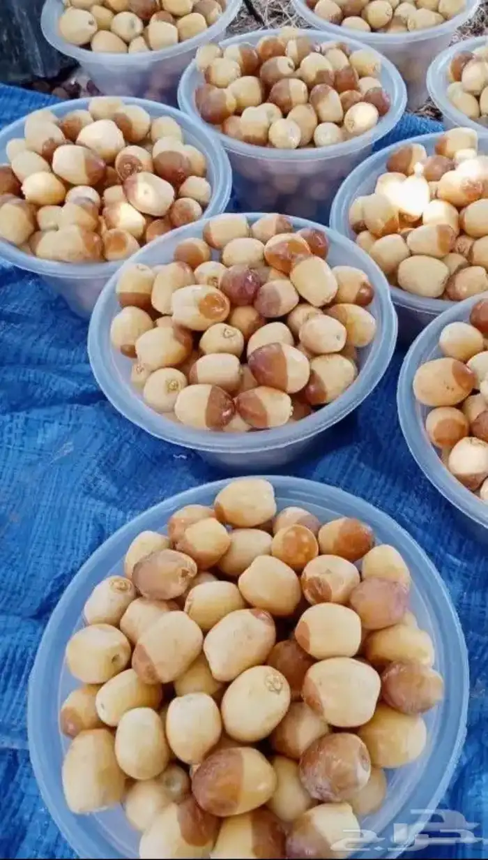 لدينا فسايل نوايع نادره نبتت الحصان شمشوله راما حوشانه ام ال 1