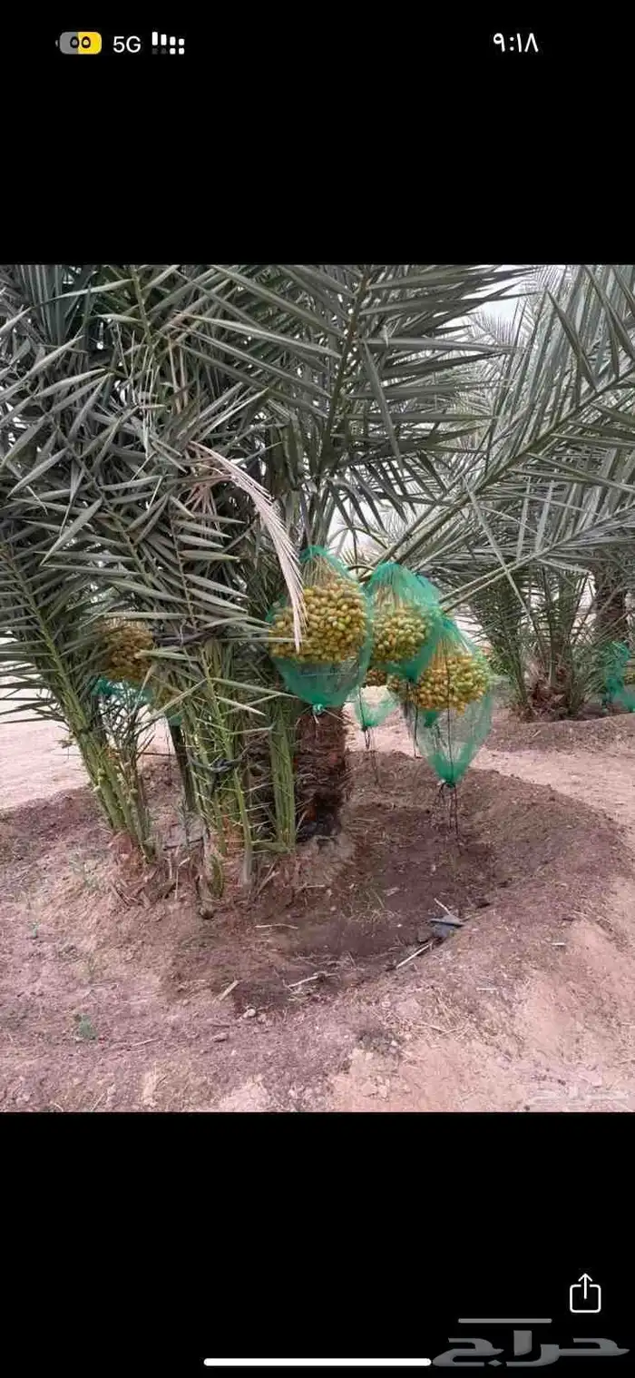 ابوعمارلبيع جميع انوع الفسايل شيشي خلاص برحي مجدول 1