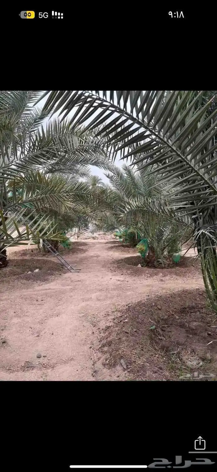 ابوعمارلبيع جميع انوع الفسايل شيشي خلاص برحي مجدول 2