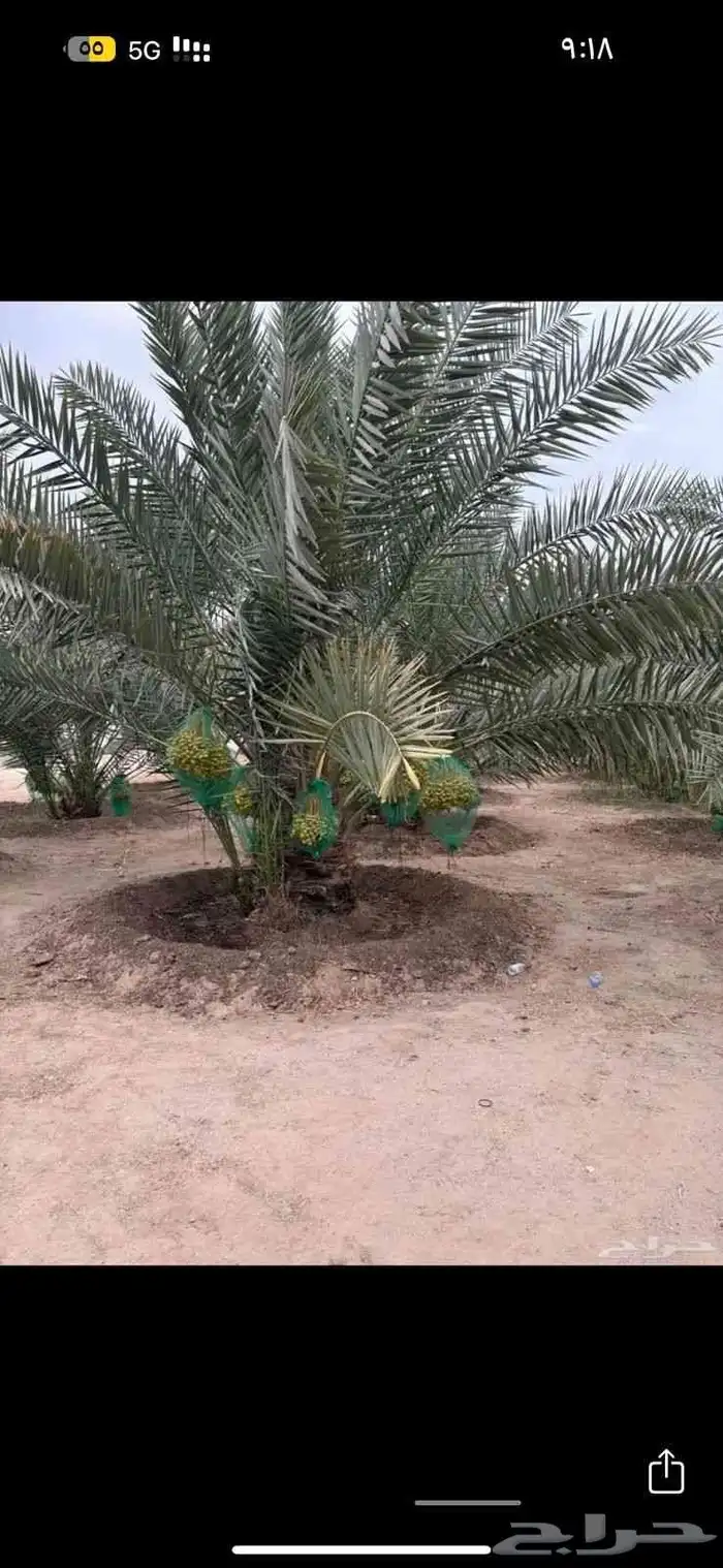 ابوعمارلبيع جميع انوع الفسايل شيشي خلاص برحي مجدول 3