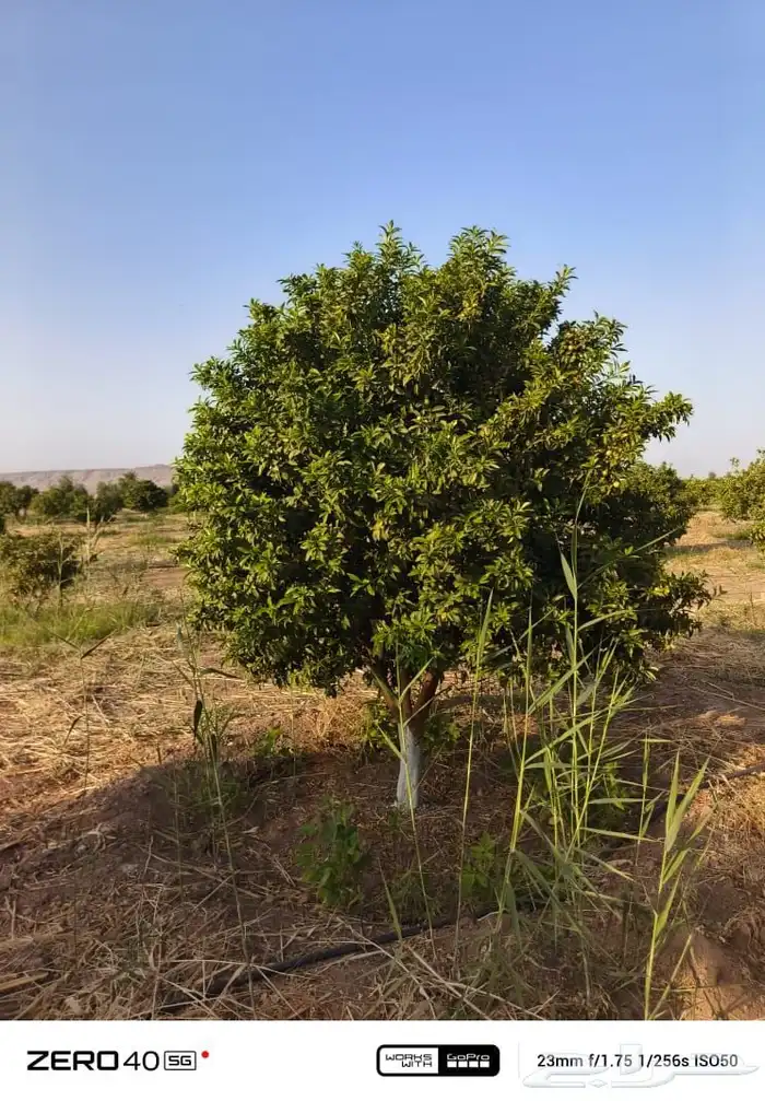 زيتون وحمضيات ليمون 0