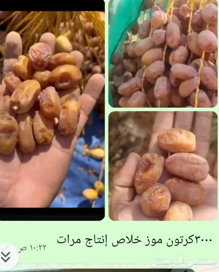 تمر فله تمور 0