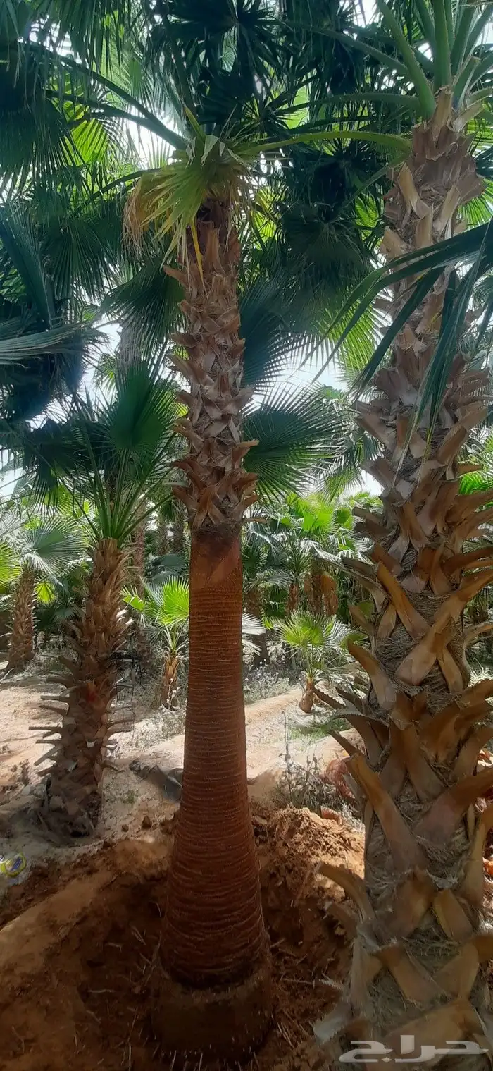 نخل واشنطن أمريكي 3