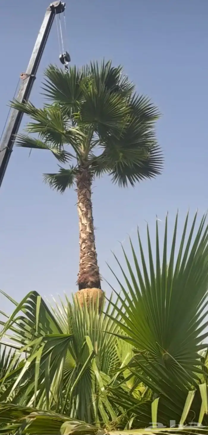 نخل واشنطني زينه واشنطن 2