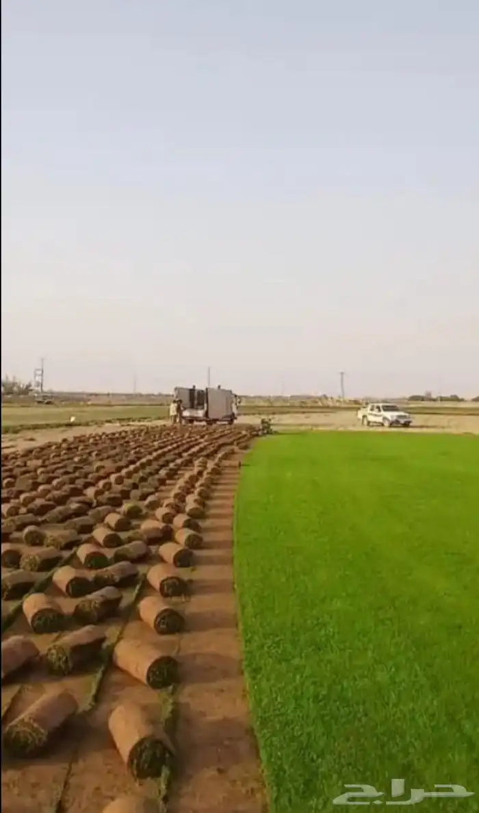 ثيل طبيعي نجيله سي2000 5