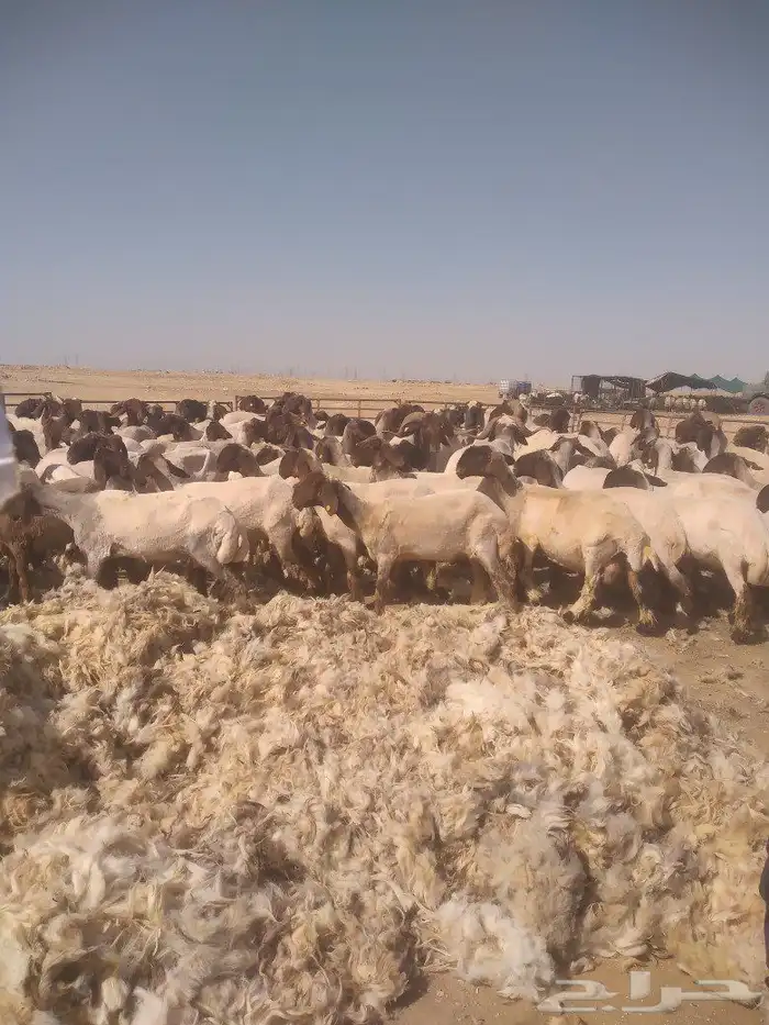 حلاق غنم وغسيل 3