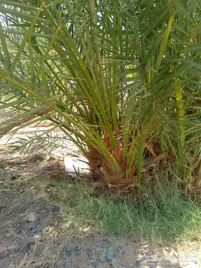 صقعي مجدول شرازيه 5
