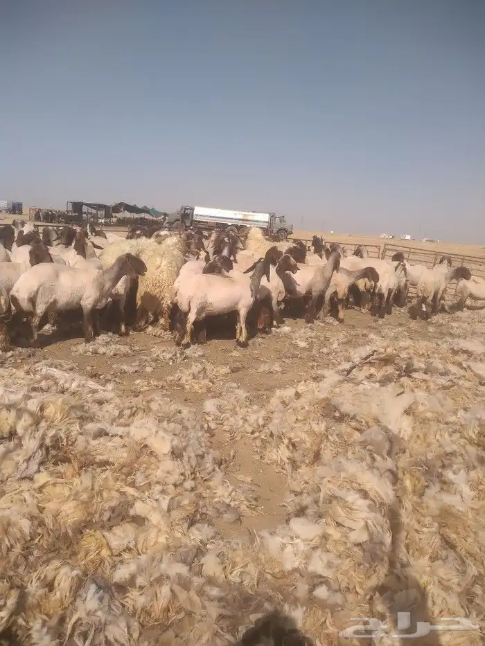 حلاق غنم وغسيل 5