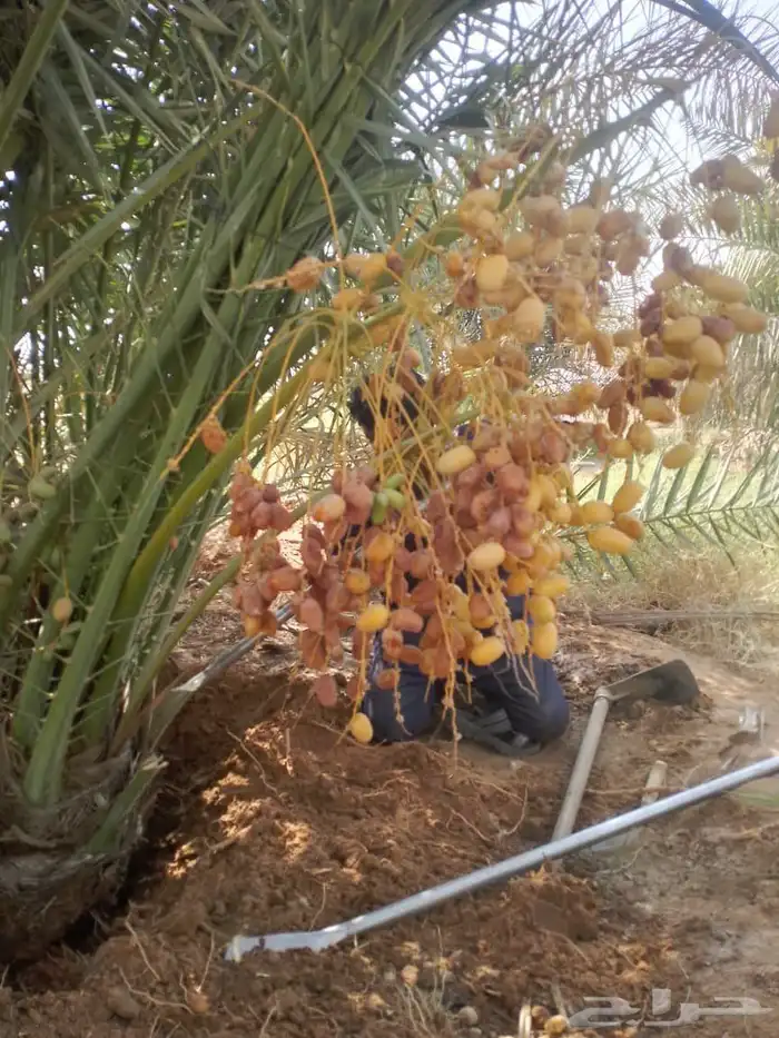 متوفر فسايل مثمره للبيع جميع الأنواع 2