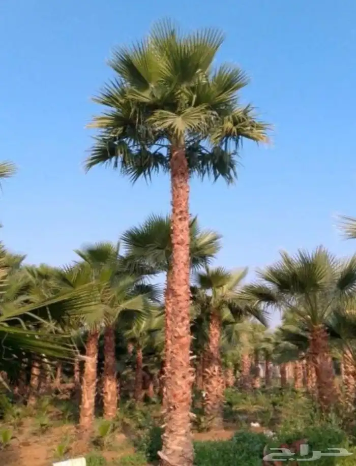 نخل واشنطني زينه واشنطن 1