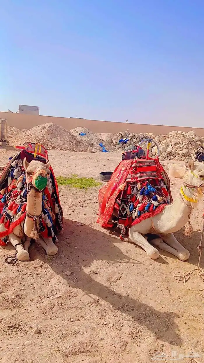 خيل وجمال وصقر ودبابات إيجار 5
